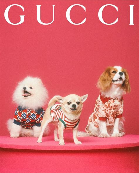 Gucci pet collection dogs